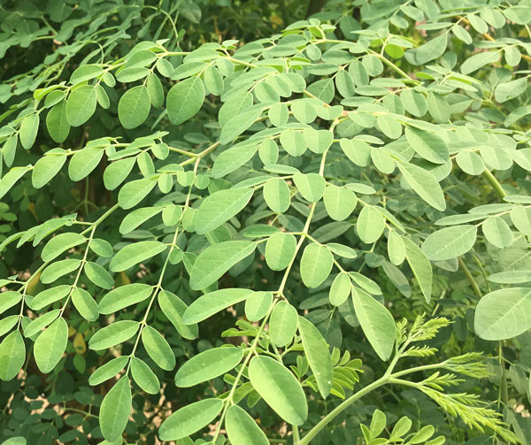 Healthy Leaves