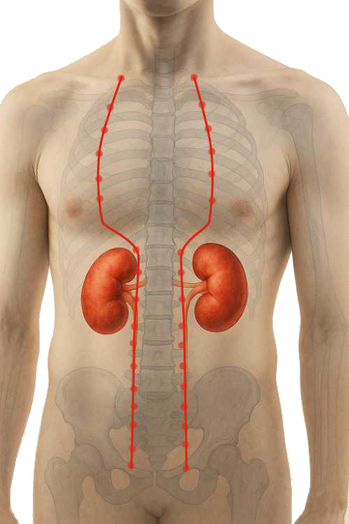 Kidney Meridian